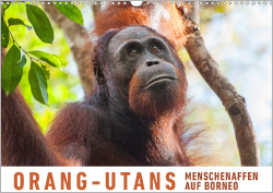 Orang-Utans: Menschenaffen auf Borneo