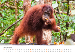 Orang-Utans: Menschenaffen auf Borneo
